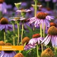 thumbnail image 4 of Herb Pharm - Super Echinacea Liquid - 1 Each-4 Fz, 4 of 8