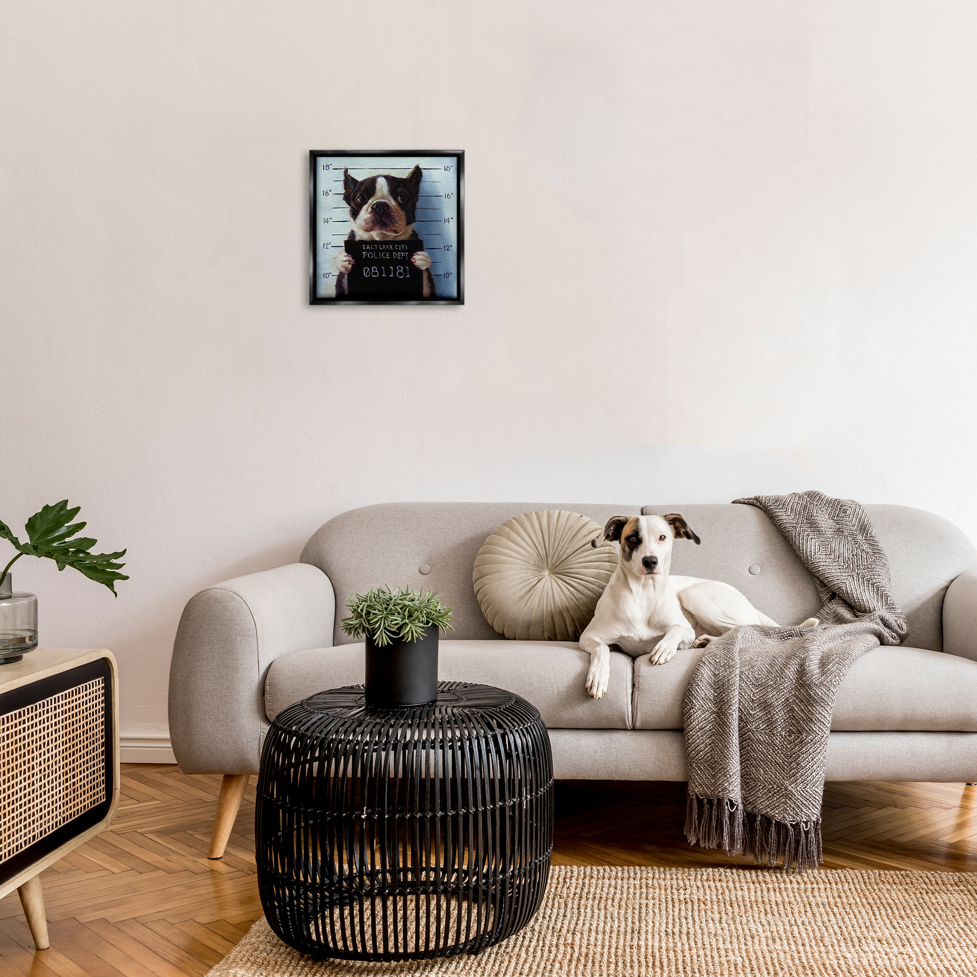 Stupell Industries Boston Terrier Jail Convicted Mugshot Animals & Insects Painting Black Floater Framed Canvas Art Print Wall Art, 18 x 18