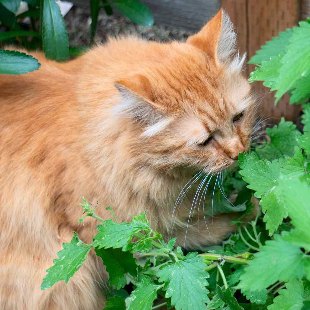 Nepeta Cataria Catnip Xeriscape Herb Garden Plant Seeds - 1 LB