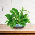 thumbnail image 4 of Worgeous Bonsai Pots Ceramic Planter Outdoor Pots Hydroponic Plants Pot Round Bowl Planter Retro Flower Pot Gardening Pot Succulent Plant Pot (Random Color), 4 of 8
