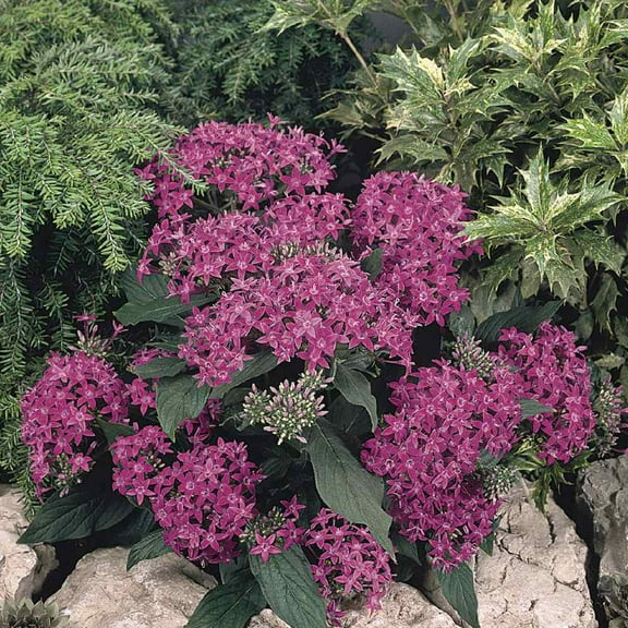 Outsidepride Violet Pentas Seed - 50 seeds