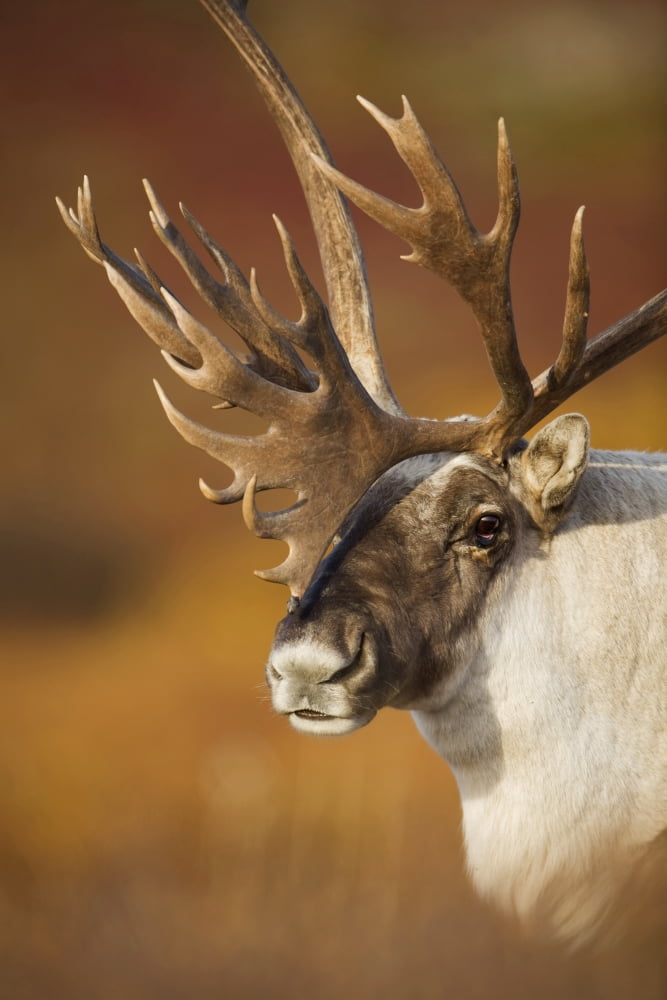 Bull Caribou On Aut