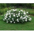 thumbnail image 2 of CZ Grain 50 Moonflower Seeds, Exotic Night Blooming, 2 of 3