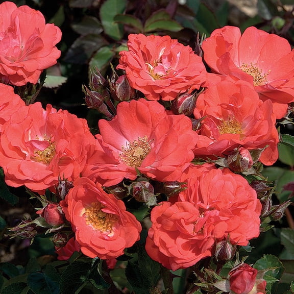 Brighter Blooms - Coral Drift® Rose, 3 gal - No Shipping to AK, AZ, HI