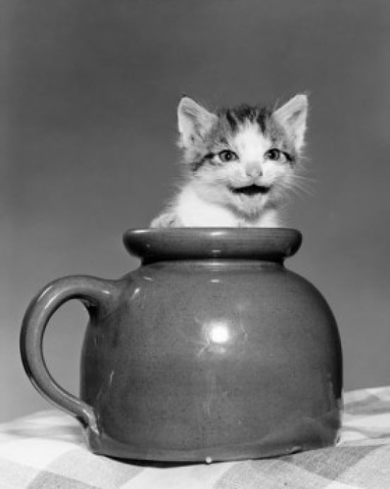 Posterazzi Kitten I