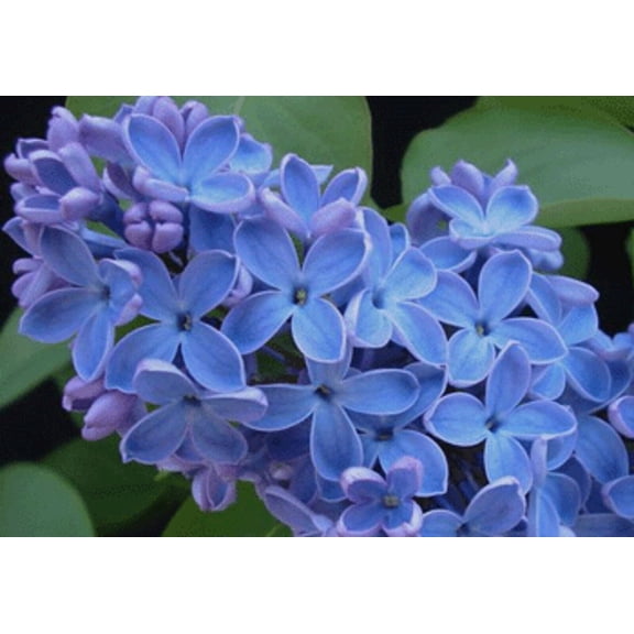 25 Blue Lilac Seeds Tree Fragrant Flowers Flower Perennial Seed 355 US SELLER