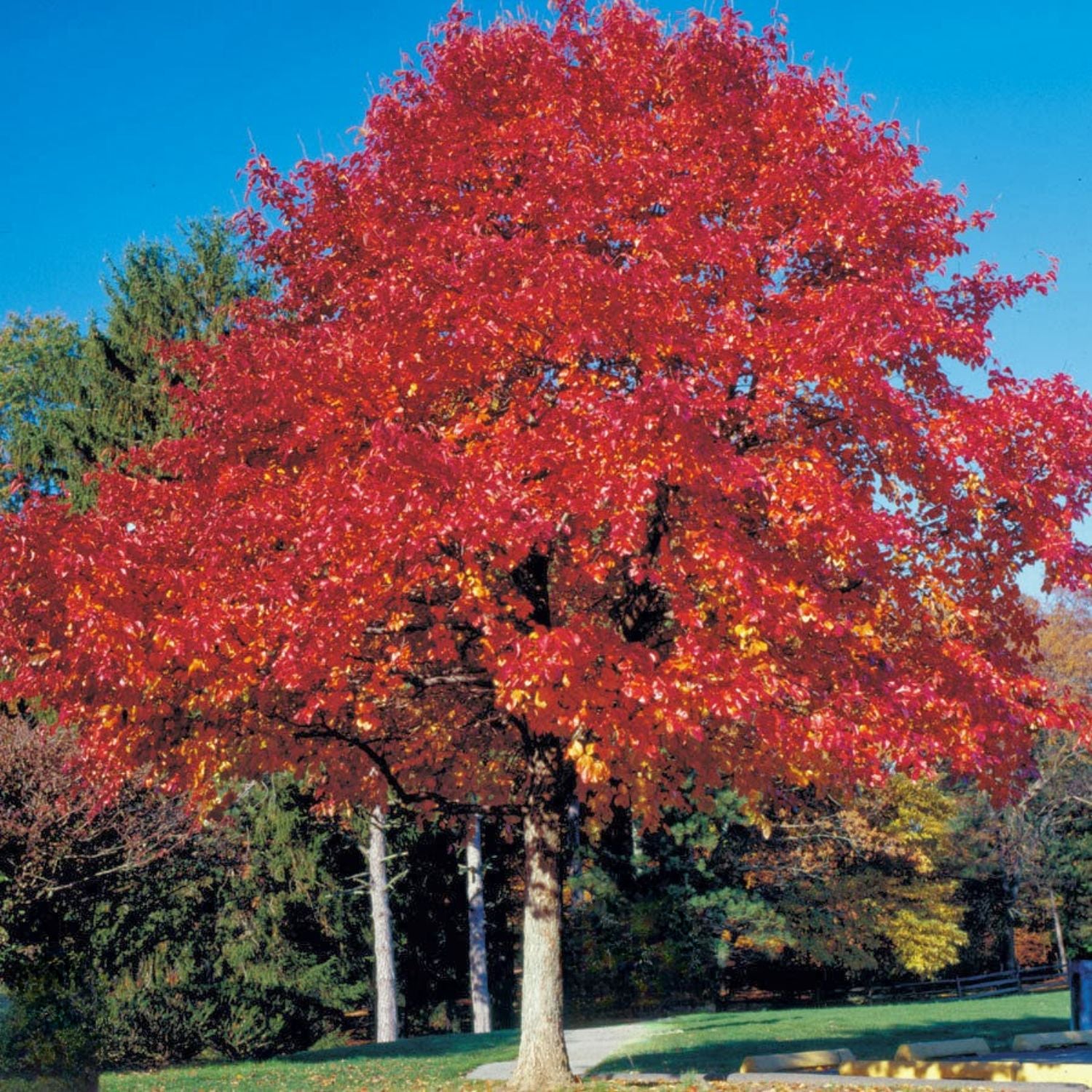 Expert Gardener 3-4 ft. tall Red Oak Live Tree in 7- Gallon Grower Pot