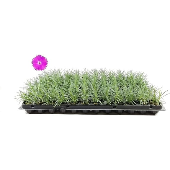 Firewitch Dianthus Plants  3 Live Seedlings  Dianthus Gratianopolitanus Firewitch  Perfect for Vibrant Colorful Gardens  Hardy & Fragrant