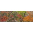 thumbnail image 2 of Paulson, Don 18x9 Gold Ornate Wood Framed with Double Matting Museum Art Print Titled - Texas, Guadalupe Mts NP Bigtooth maple trees, 2 of 4