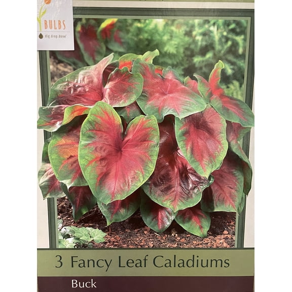 Buck Fancy Leaf Caladium 3 Bulbs - Red/Green - New