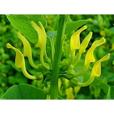 Birthwort Herb Seeds for Planting (10 Seeds) - Aristolochia clematitis