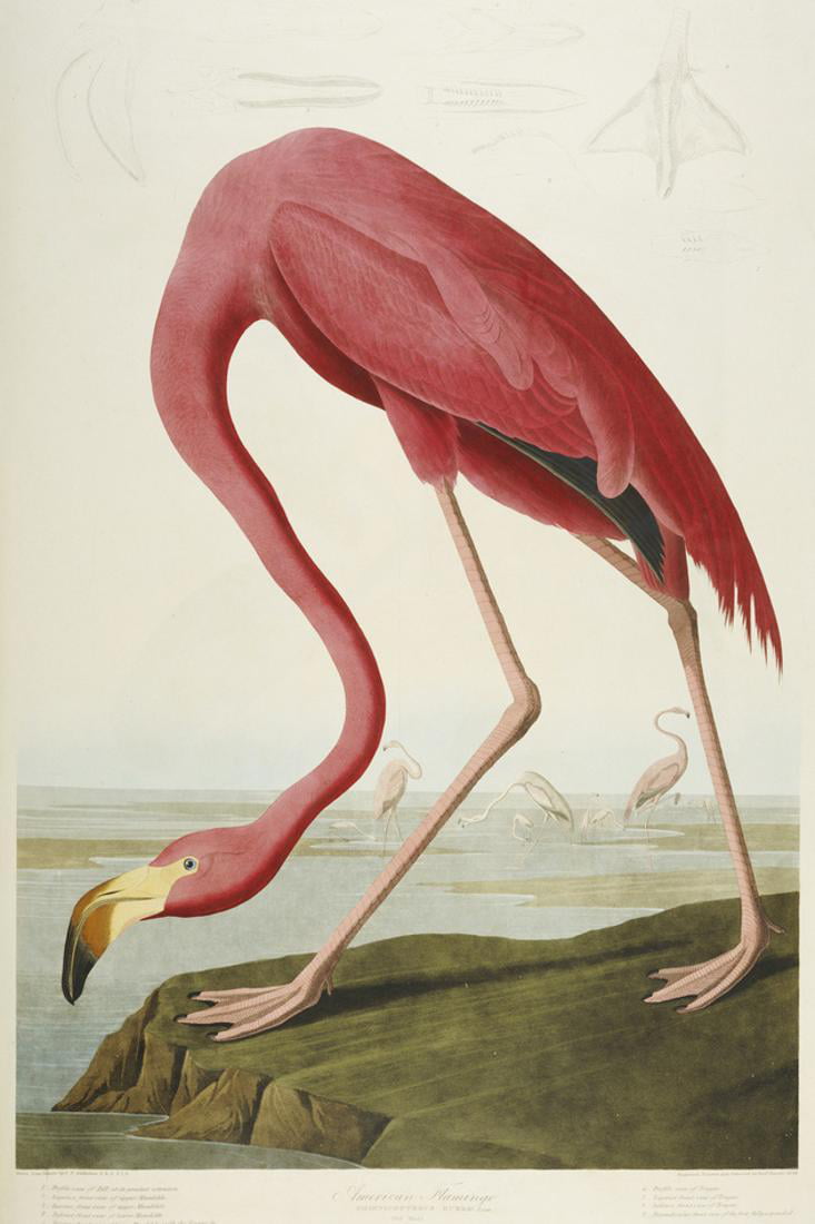 American Flamingo Art Print on Vintage Book Page Audubon Birds of America Gifts 