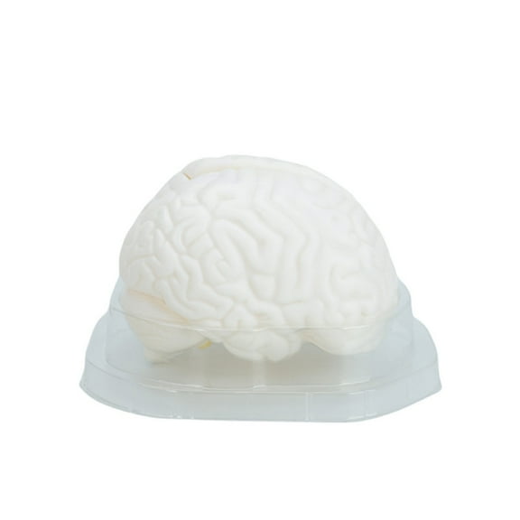Hemisphere Human Brain Structure Model Human Brain Model For Education
