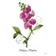 thumbnail image 2 of Sophie 6 12x14 White Modern Wood Framed Museum Art Print Titled - Lathyrus Latifolius, 2 of 4