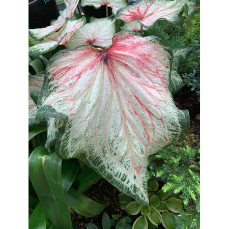 

Blue Buddha Farm: Bold and Beautiful Caladium (2 Bulbs) - Easy to Grow Indoor or Outdoor Perennial Plant