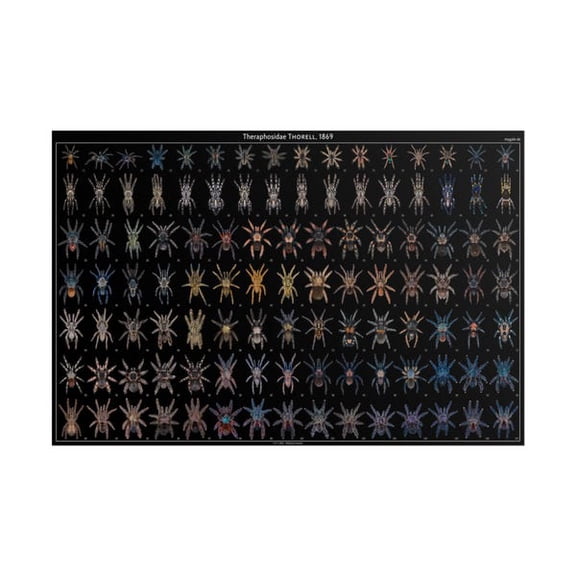 Tarantulas of the World 24×36 Poster - Matte Print, Unframed Paper Poster 8x10in