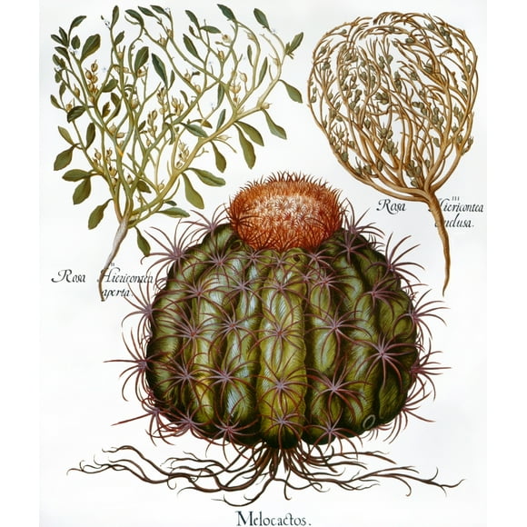 Melocactus, 1613. /Nmelocactus And Rosa Hiericontea. Engraving From Basilius Besler'S 'Hortus Eystettensis,' 1613. Poster Print by  (24 x 36)