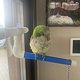 thumbnail image 5 of Nueva plataforma de pie plegable para mascotas, loros y pájaros, soporte de juguete, perchas para ducha de baño, soporte para pájaros de pared de succión, juguetes para pájaros, loros, 5 of 5