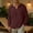 Wine, variant on Men's Summer T-Shirt Cotton Linen Hippie Shirt V-Neck Lazy Beach Yoga Top Size 4XL White