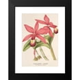 thumbnail image 2 of Charles Antoine Lemaire 18x24 Black Modern Framed Museum Art Print Titled - Cattleya Superba, Var. Splendens (1854-1896), 2 of 5