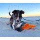 thumbnail image 5 of Juguete para mascotas Jolly Pets Escali Arti, cangrejo grande y chirriante, 5 of 7