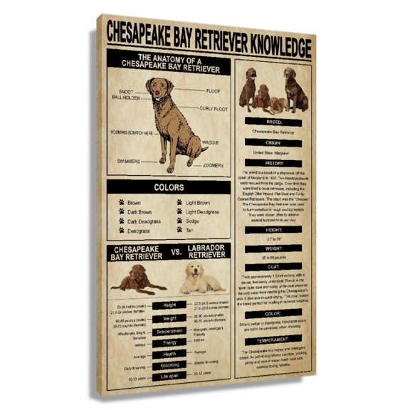 Chesapeake Bay Retriever Dog Wall Art Knowledge Poster Educational Wall Art Infographic Poster Decorations for Bedroom Framed 20x30 in