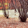 thumbnail image 3 of Compamia Romeo Chaise de Salle à Manger de Patio en Résine avec Accoudoirs, Beige, 3 of 4