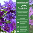 thumbnail image 2 of Clematis Edda - Live Starter Plant in a 2 Inch Growers Pot - Starter Plants Ready for The Garden - Rare Clematis for Collectors, 2 of 7