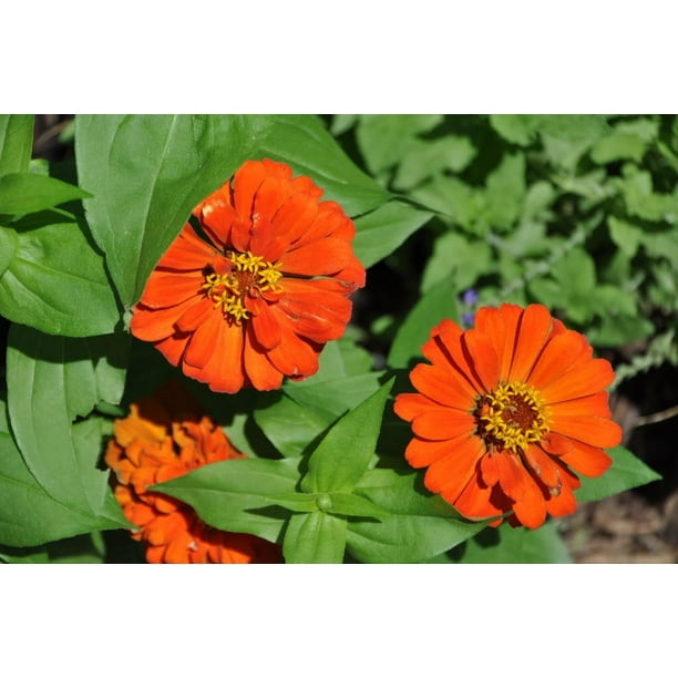 250 ORANGE CLASSIC ZINNIA Elegans (Narrow Leaf Zinnia / Creeping Zinnia