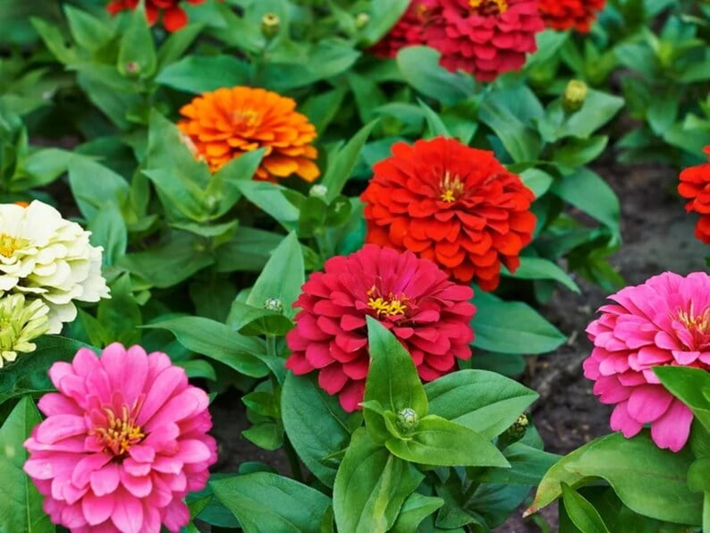 30 Zinnia Seeds - Dahlia Flowered Mixture - Zinnia - Flower Mix for Planting