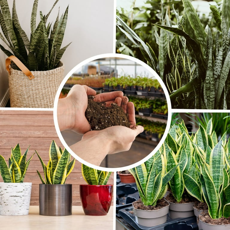 Soil Sunrise Snake Plant Potting Soil Mix, 4 Quarts, Peat Moss, Perlite,  Worm Castings, Lime - Walmart.com