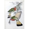 thumbnail image 2 of Glover, John 14x18 White Modern Wood Framed Museum Art Print Titled - Red-Throated Nyctiornis, 2 of 4