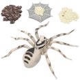 thumbnail image 1 of Modelo de insecto, modelo de insecto de alta simulación, modelo de insecto para niños, juguete de regalo, uso conveniente, 1 of 14