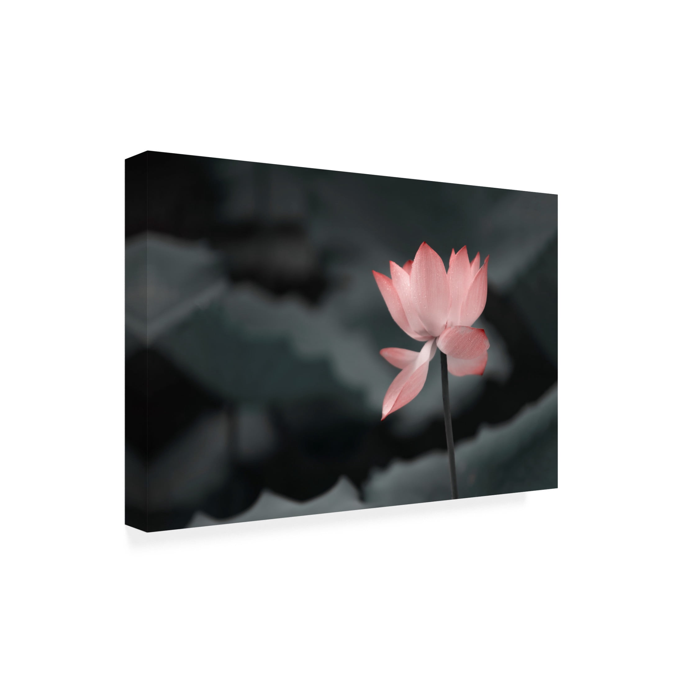 Trademark Fine Art Betty Liu Lotus Flower Canvas Wall Art