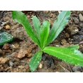 Culantro Seeds for Planting OIF8 (Eryngium foetidum) 300 Seeds NonGMO