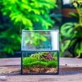 thumbnail image 2 of NCYP Mini House Shape Terrarium with Lid, Small Close Planter Pot, Home Decor, Decorative Planting (Terrarium Only), 2 of 9