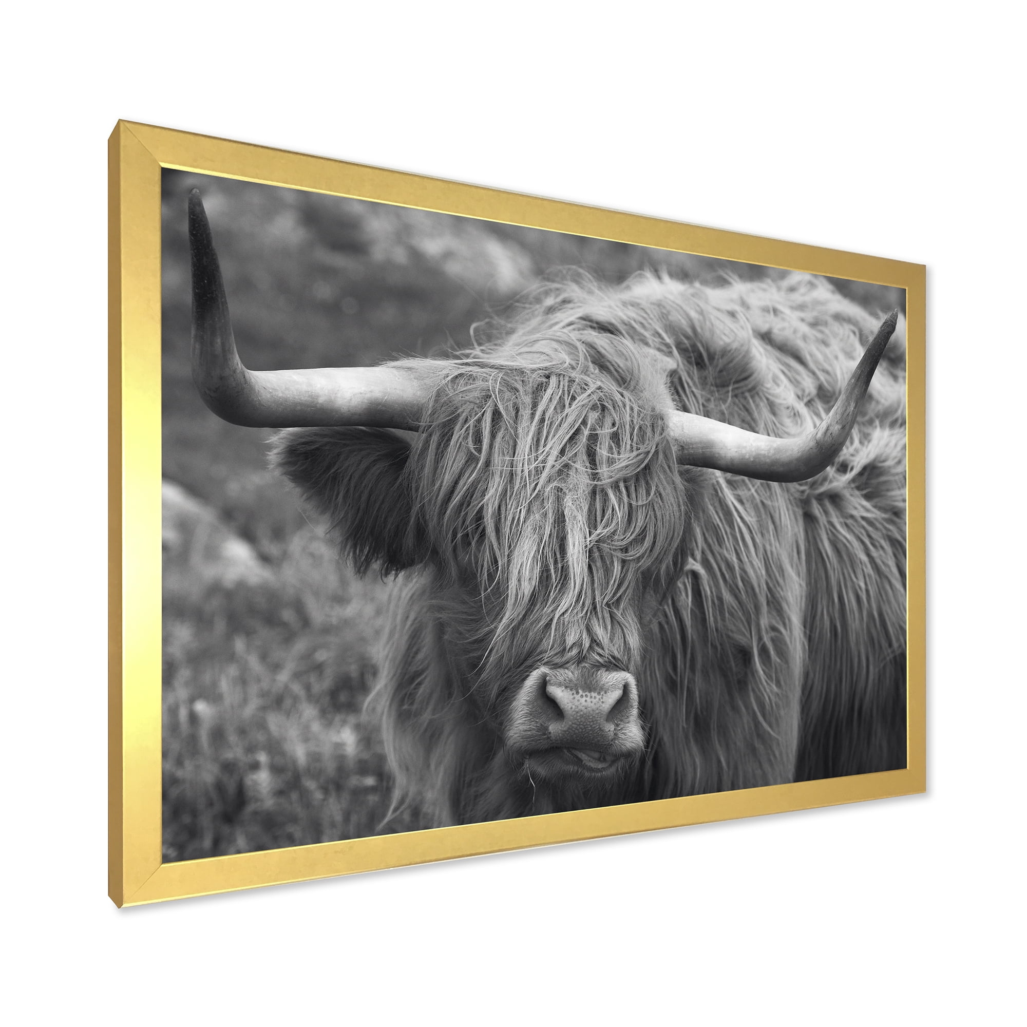 Designart 'Close Up Of Scottish Cow On Moorland I' Farmhouse Framed Art Print