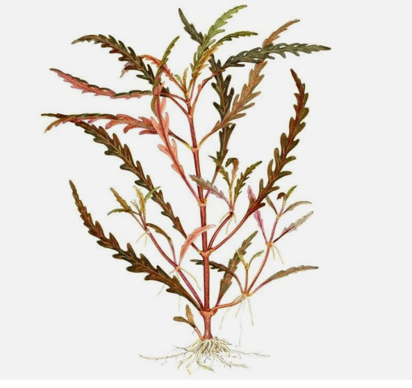 Low Light Aquarium Plant Bundle – Live Freshwater Aquarium Plants