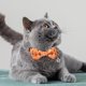 thumbnail image 1 of Collar de gato de Halloween Yinane con pajarita y cascabel Naranja, 1 of 8