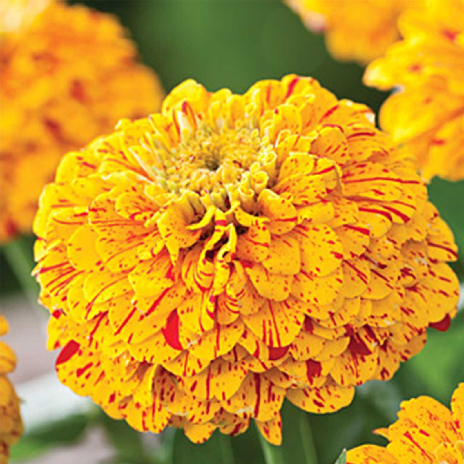 Zinnia Flower Garden Seeds Pop Art Golden & Red 500 Seeds