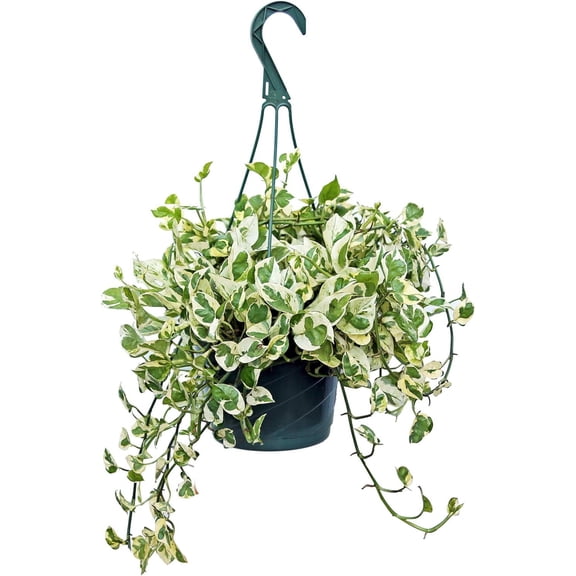 Live Pearls and Jade Pothos, Pearls & Jade Pothos, Variegated Pothos, Birthday Gift, Housewarming Gift, Christmas Gift for Co-Worker, Evergreen Potted Houseplant in 8" Hanging Basket