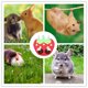 thumbnail image 5 of Comedero Para Conejos Bolsa De Heno Con Forma De Zanahoria Comedero Para Conejos Y Cerdos Bolsa De Heno Colgante Dispensador De Heno Comedero Para Animales Pequeños, 5 of 5