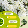 thumbnail image 4 of Live Dormant White Weigela Shrubs in 4 Inch Pot, Reblooming Weigela Bush Flowers for Planting, Fragrant Flower, 4 of 6