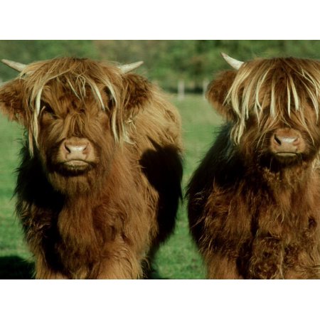 Highland Cattle, 9 Month Old Calves, Scotland Print Wall Art By Alastair (Best Month To Visit Scotland Highlands)