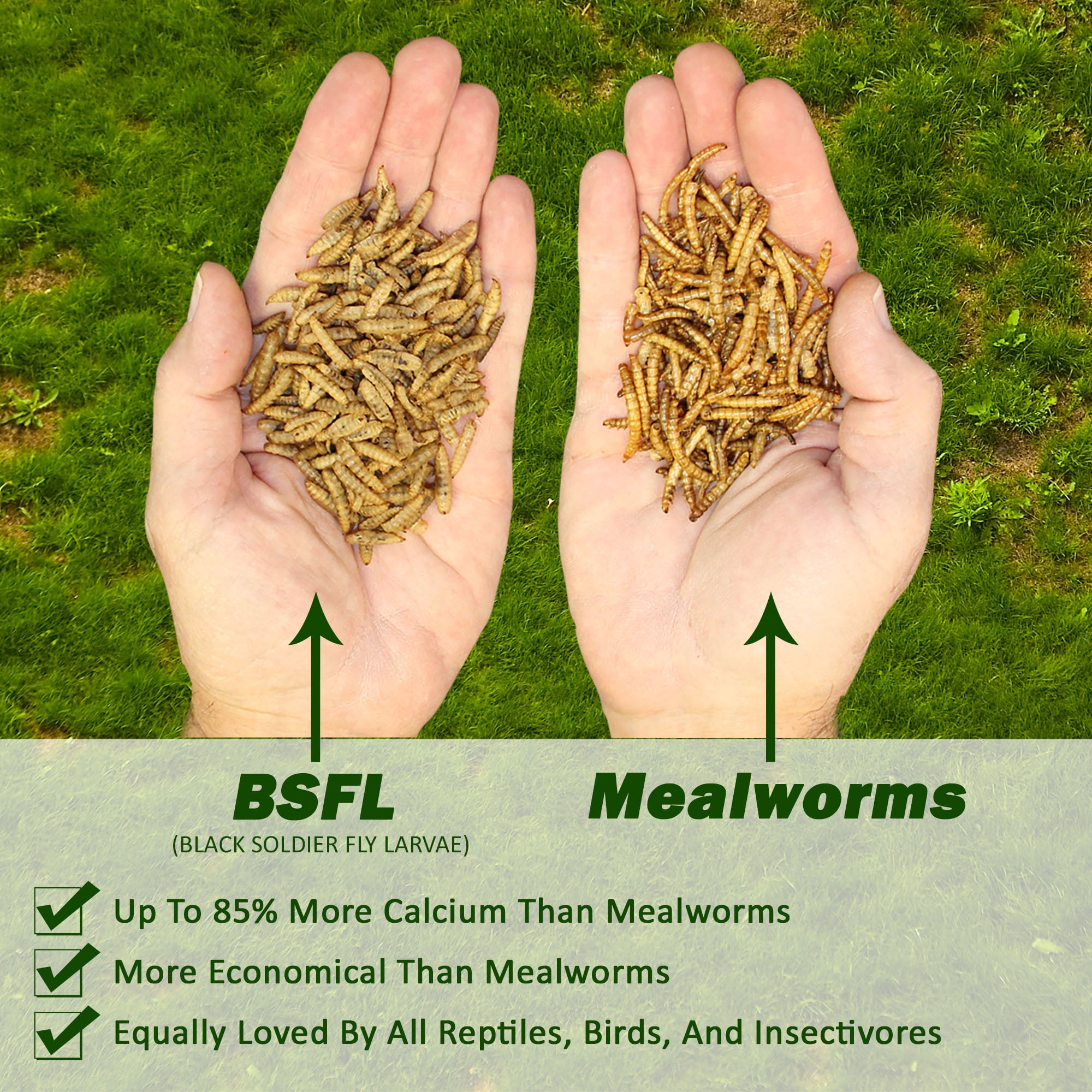 Exotic Nutrition Dried Black Soldier Fly Larvae 10 lb.