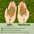 thumbnail image 2 of Exotic Nutrition Dried Black Soldier Fly Larvae 5 lb., 2 of 7