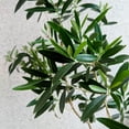 thumbnail image 5 of National Plant Network 3 gal. Olive Live Tree with Full Sun, 5 of 13