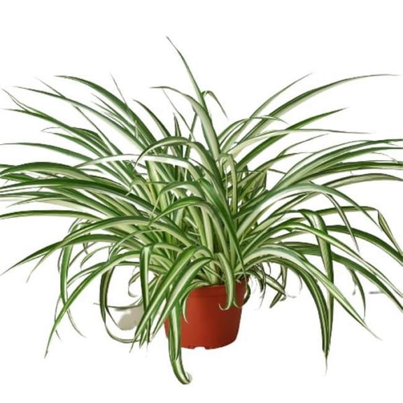 House Plant Dropship 6-SPIDER-REVERSE-NURSERY.POT 6 in. Spider Plant Reverse Nursery Pot