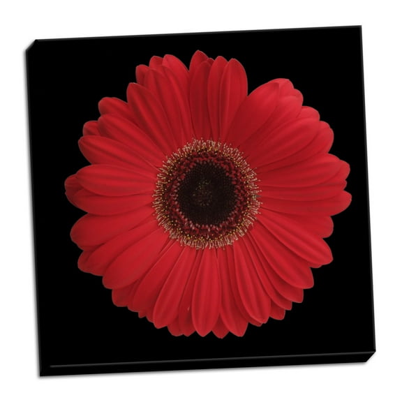 Gango Home Decor Red Gerbera Daisy by Jim Christensen (Ready to Hang); One 24x24in Hand-Stretched Canvas