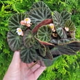thumbnail image 2 of Begonia ningmingensis Bella, Hybrid Begonia - Pot Size: 4.5in - House Plants, 2 of 5